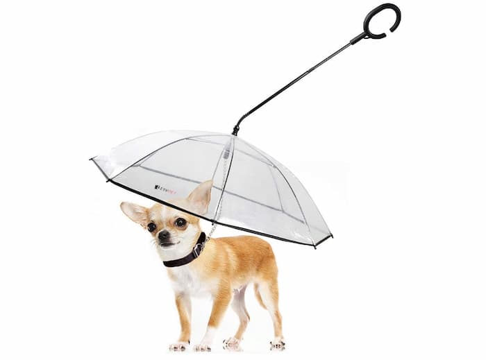 dog umbrella with a leash